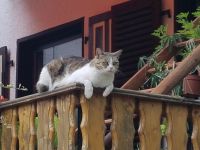 Katze vermisst in Hemmersdorf Saarland - Rehlingen-Siersburg Vorschau