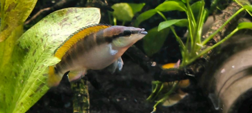 Hechtbuntbarsch, friedlicher Fisch  schöne Farben in Rottenburg am Neckar