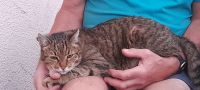 FINDERLOHN  Kater vermisst Bayern - Traunstein Vorschau