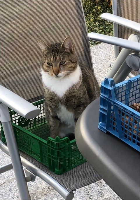 Vermisst!Kater Odin! in Leipzig