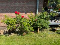 Zu verschenken Rosen Niedersachsen - Stelle Vorschau