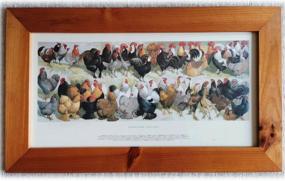 Gerahmter Druck <Farmyard Poultry> von Alexander Francis Lydon in Göttingen