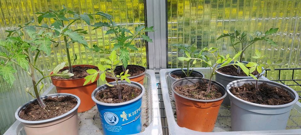 Tomatenpflanzen in Hage