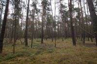 6,3 ha Kiefernwald nord-westlich von Kamenz Neukirch (bei Königsbrück) - Gottschdorf Vorschau