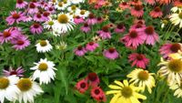 Echinacea Sonnenhut für Bienen und Schmetterlinge Baden-Württemberg - Walddorfhäslach Vorschau