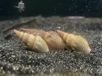 Schnecke Thiara Winteri Thüringen - Gera Vorschau