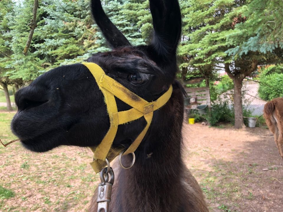 Lama Herde abzugeben in Fischbach/Rhön