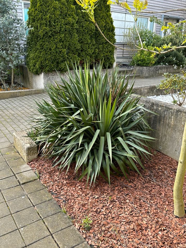 Yucca Palme + 4 Ableger in Gelsenkirchen