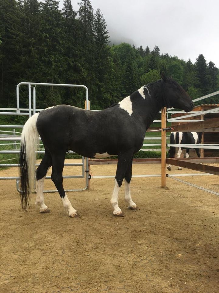 verschiedene Verkaufspferde Warmblut, Lusitano, Stute, Wallach in Rot an der Rot