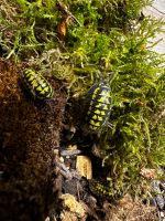 Armadillidium gestroi Zierasseln Bielefeld - Bielefeld (Innenstadt) Vorschau