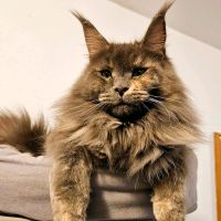 Bildhübsches Maine Coon Mädchen Bayern - Mühldorf a.Inn Vorschau