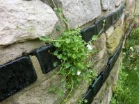 Mauer-Zimbelkraut Cymbalaria muralis ´Globosa Alba´ Niedersachsen - Schapen Vorschau