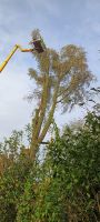 Baumfällung, Baumpflege, Totholz Entf. Sturmschaden Beseitigung Niedersachsen - Emden Vorschau