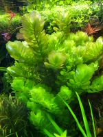 Rotala Sahyadrica Aquariumpflanze Selten Brandenburg - Potsdam Vorschau