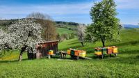 Bienen Volk Ableger Honig Bayern - Röhrnbach Vorschau