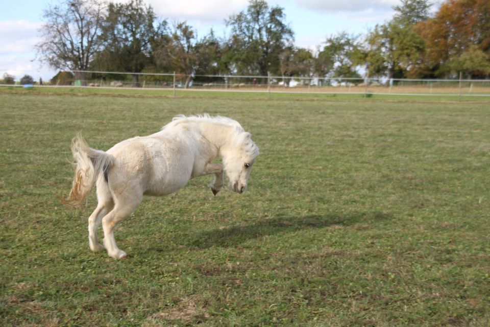 American Miniature Horse Stute, Original AMHA, Palomino Pinto in Balingen