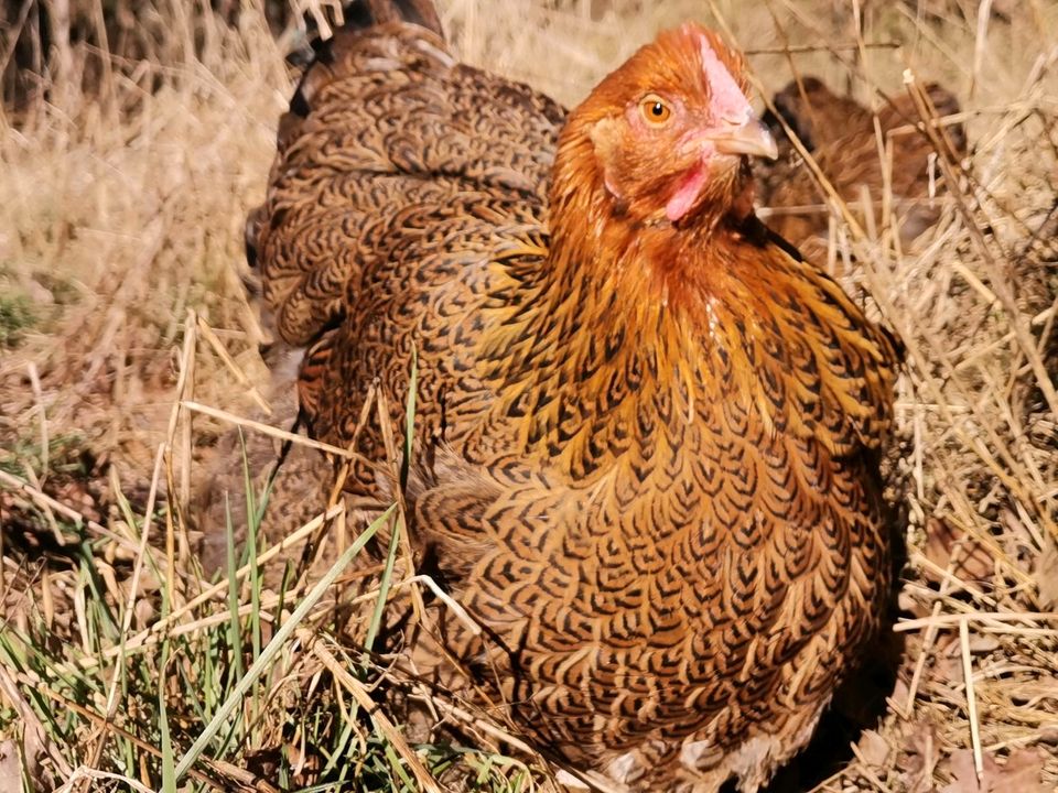 Große Bruteier Orpington rebhuhnfarbig gebändert in Uelzen