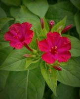 Wunderblume (rot) - Samen (Mirabilis jalapa) Hessen - Biedenkopf Vorschau