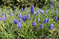 Blaue Traubenhyazinthen (Muscari)-Blumenzwiebeln Nordrhein-Westfalen - Heinsberg Vorschau