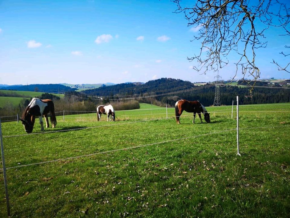 Einstellplatz Pferd - Offenstall - Pferdebox in Perlesreut