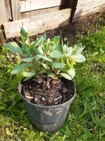 4x fette Henne winterhart Fetthenne rosa Blumen Herbst Leipzig - Paunsdorf Vorschau