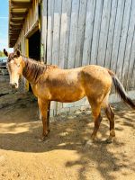 2 Jährige Appaloosa Mix Bayern - Mengkofen Vorschau