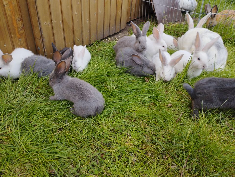 Deutsche Riesen Jungtiere Sonderfarben in Oldenbüttel