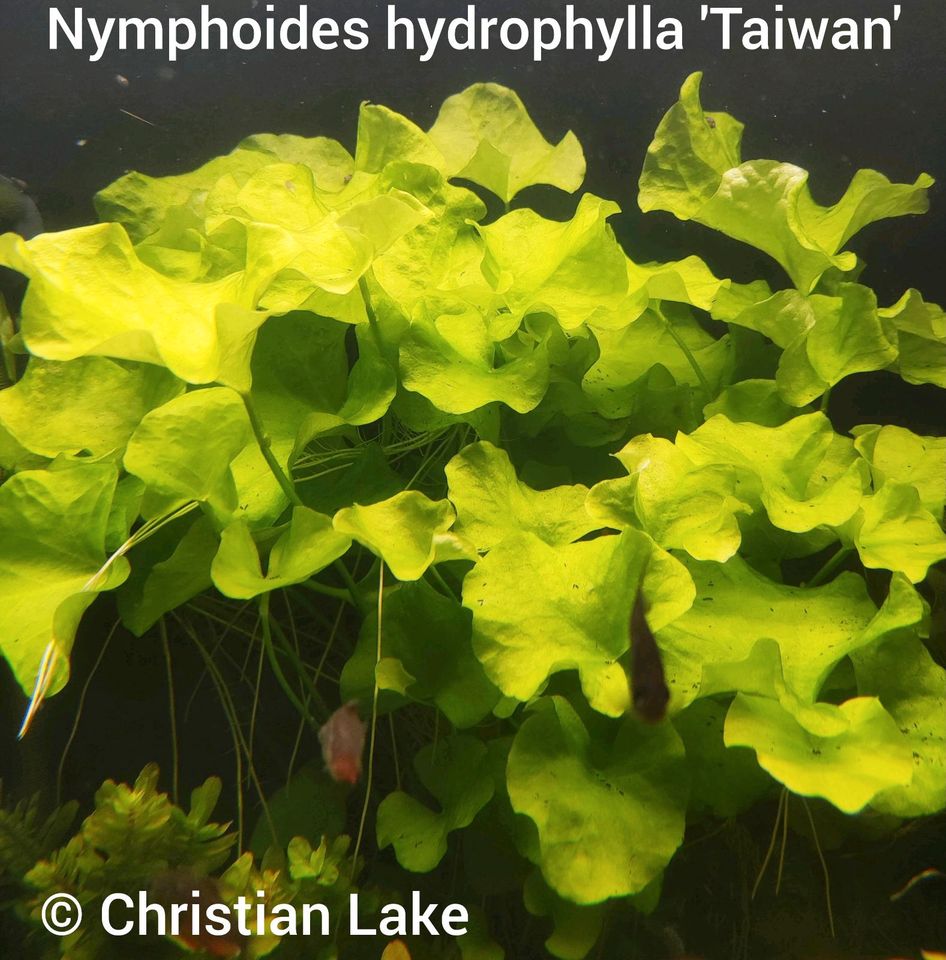 ❌ VERKAUFT ❌⭐☘️Nymphoides hydrophylla 'Taiwan' Aquariumpflanzen in Meppen