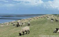 Immobilie an der Nordseeküste Dithmarschen - Meldorf Vorschau