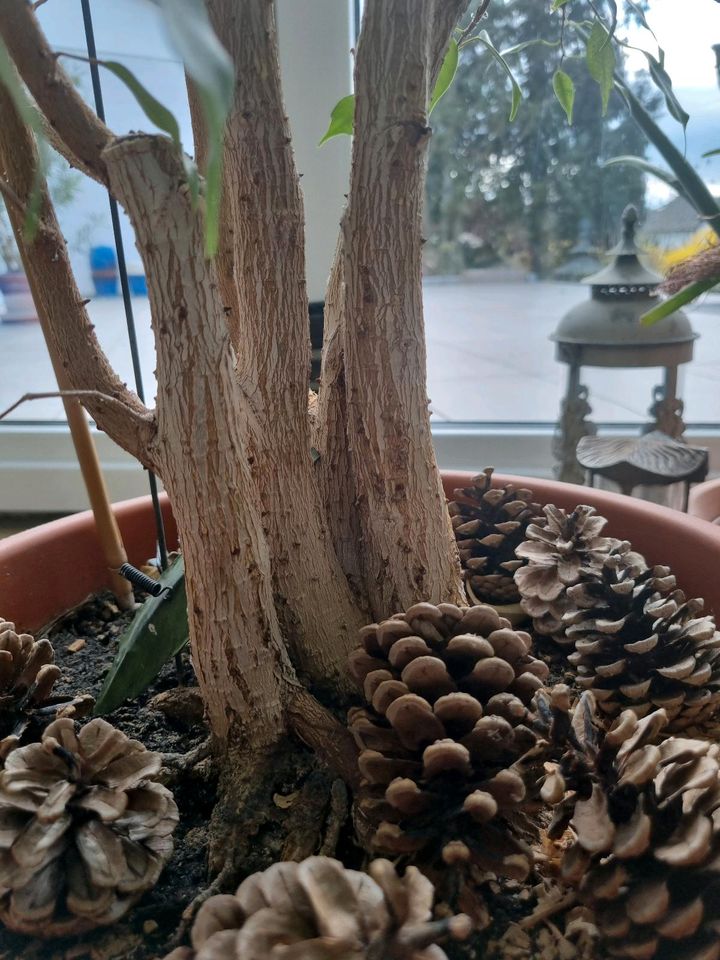 Ficus Benjamini über 140 cm hoch / 30 Jahre in Liederbach