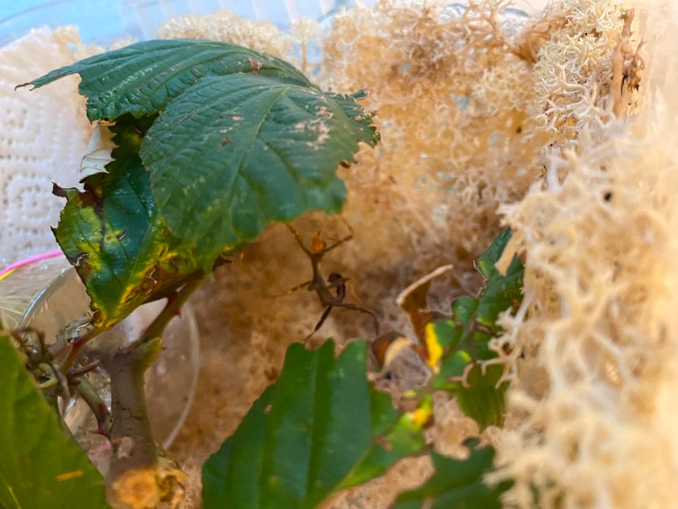 20 Eier Extatosoma tiaratum Lichen/Australische Gespenstschrecken in Dortmund