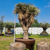 Yucca rostrata hydra 10 Köpfig Nordrhein-Westfalen - Delbrück Vorschau