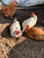 Eier von Freiland-Hühnern Sojafreie Fütterung ,10Stk Brandenburg - Rangsdorf Vorschau