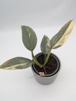 Philodendron Silver Sword variegata Nordrhein-Westfalen - Castrop-Rauxel Vorschau