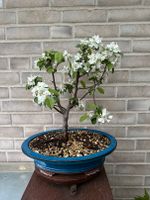 Bonsai Malus, Apfel, ca. 12 Jahre alt, umgetopft TOP Schleswig-Holstein - Neumünster Vorschau