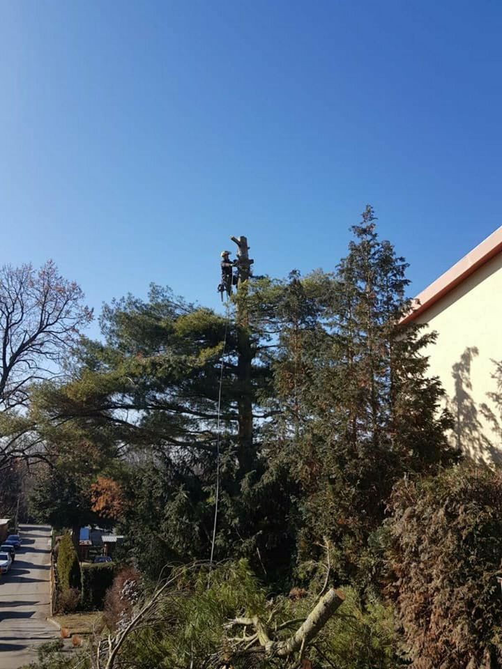 Baumfällung, Baum fällen, Baumdienst, Baumkletterer in Oschatz