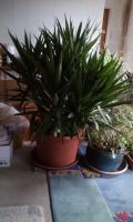 Yucca Palme, sehr gross, schön gewachsen Baden-Württemberg - Pliezhausen Vorschau