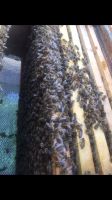 Bienenvölker auf Zander Carnica Rheinland-Pfalz - Gerolstein Vorschau