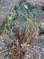 Bodendecker „Immergrün“ Pflanzen winterhart lila blühend Hessen - Taunusstein Vorschau