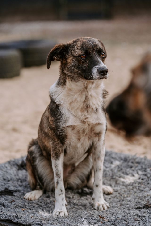 *Cindy* - ein Gute-Laune-Hund in Elmshorn