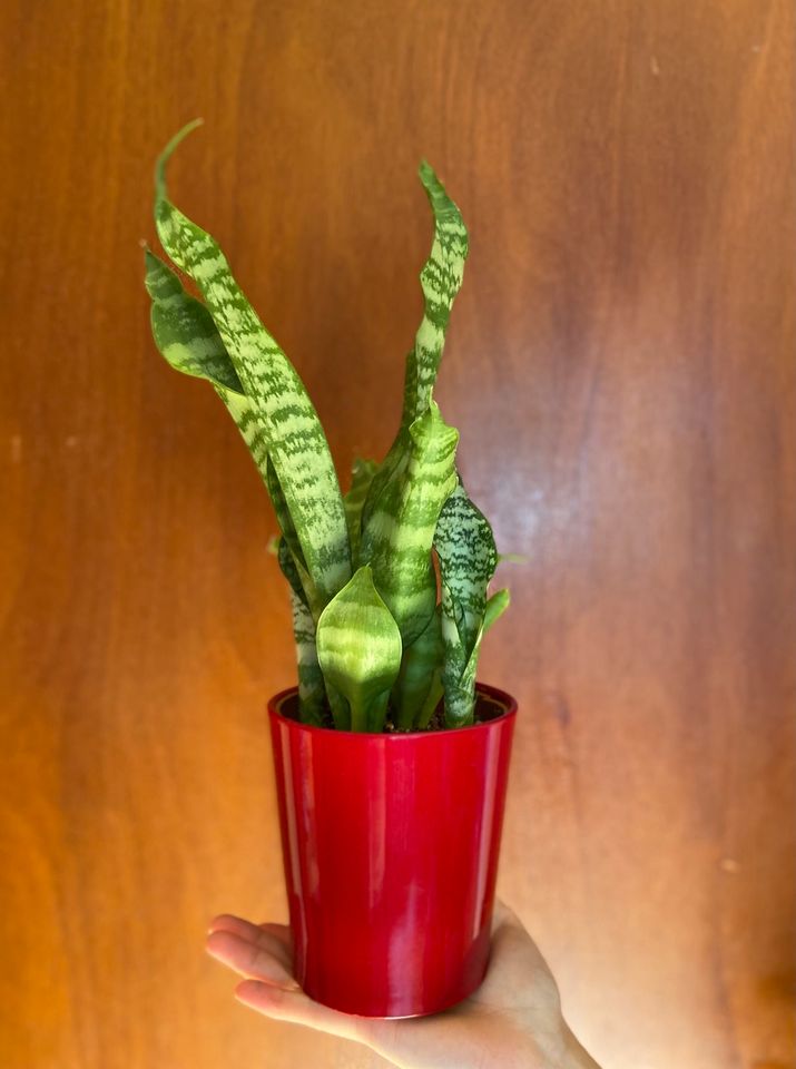 Sansevieria trifasciata in Jena