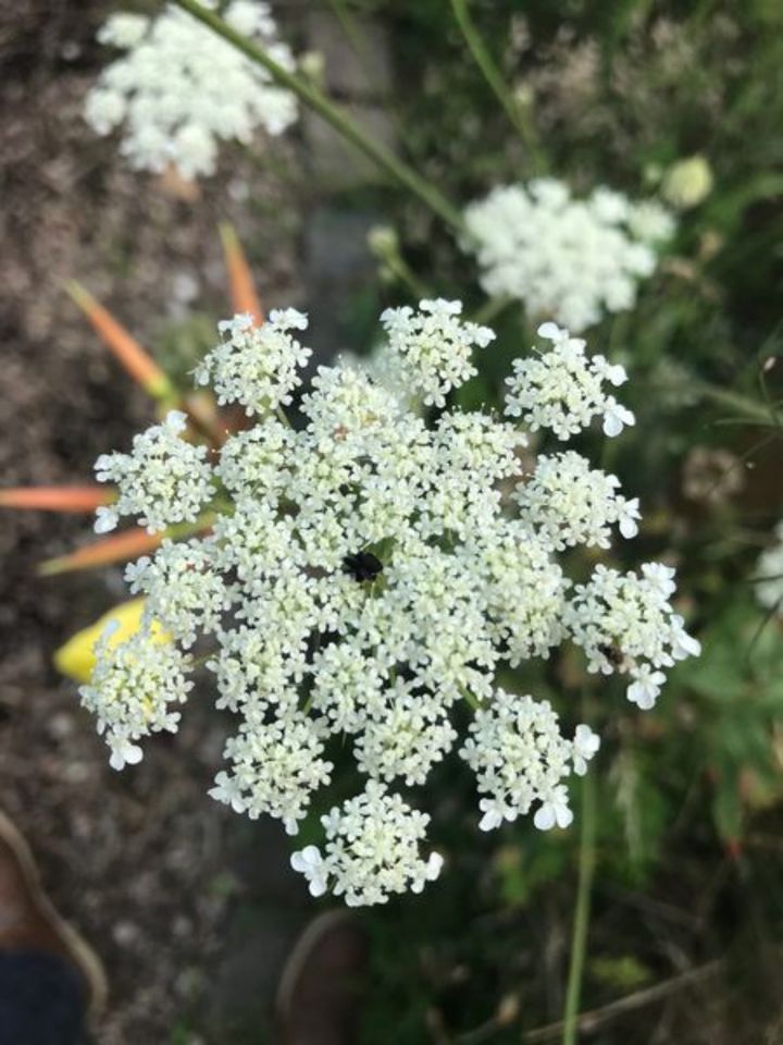 Saatgut/Samen - Wilde Möhre (Daucus carota) in Viersen