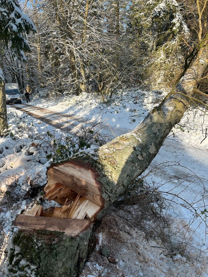 Fällung Baumpflege Klettertechnik in Kiel