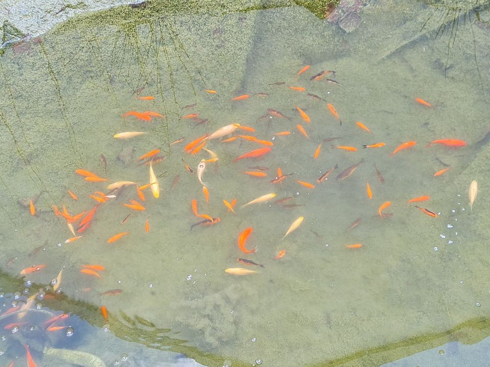 Goldfische Teichfische aus Hobbyzucht in Gachenbach