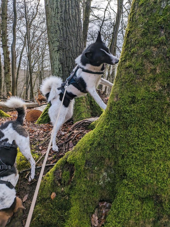 Perfekte Agility Hündin Narta sucht aktive Menschen in Weilburg