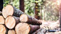 Suchen Holz kostenlos Sachsen - Reinsdorf Vorschau