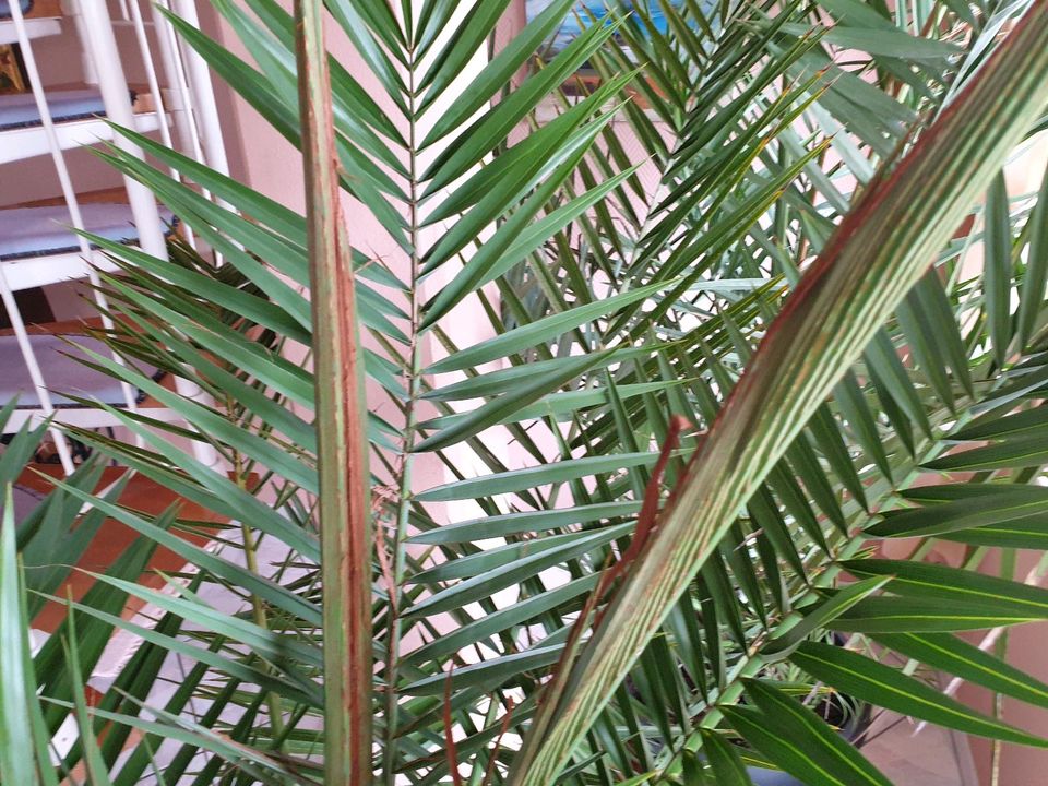 Palmen, 2 Stück je ca. 175 cm hoch zu verkaufen in Rastatt