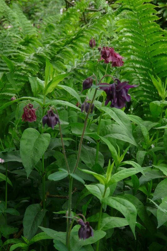 Akelei, Blumenstauden, Stauden, Blühstauden in Eggebek