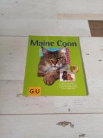 Maine Coon Buch GU Nordrhein-Westfalen - Nümbrecht Vorschau