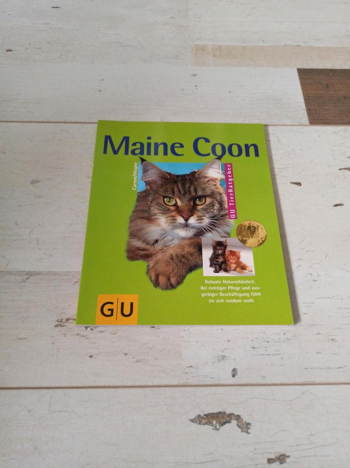 Maine Coon Buch GU in Nümbrecht